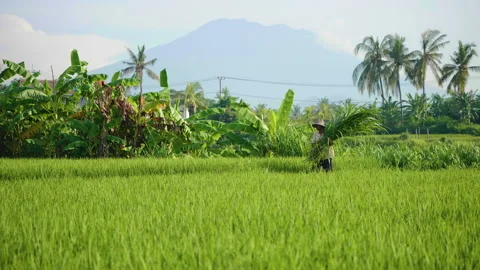 Farmer Carries Bundle of Grass Through Field, Bali Stock Footage 147300033