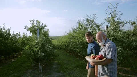 The farmer carries the collected apples in a hat. Grandpa gives an apple to a Stock Footage 77923981
