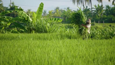 Farmer Carries Grass Bundle, Bali Stock Footage 147291009