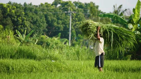 Farmer Carries Grass Bundle on his Head, Bali Stock Footage 147297291