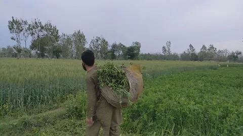 Farmer Carrying Green Crop Bundle in Rural Field Video stock 332023594