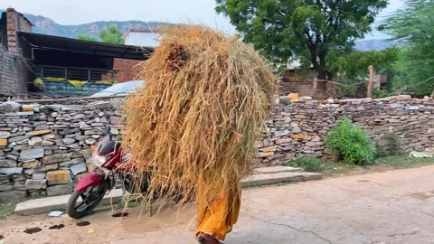 Farmer Carrying Hay Bundle on Rural Village Path Stock Footage 319855869