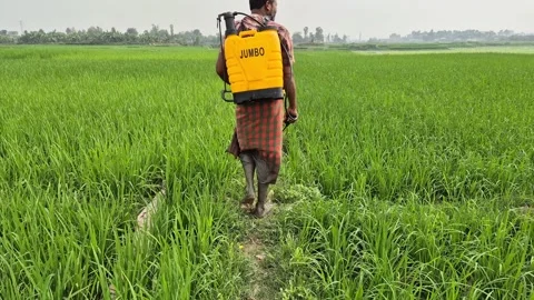 Farmer Carrying Knapsack Sprayer Walking On Paddy Field Ridge Stock Footage 337978150