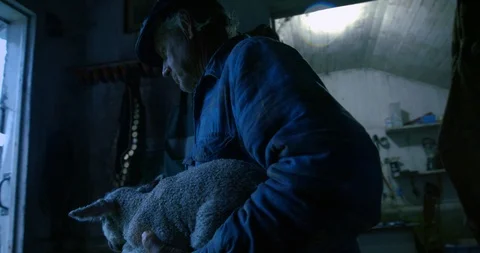 Farmer carrying a lamb outside. Stock Footage 88373717