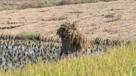 A farmer is carrying a large bundle of harvested crops on his shoulder. Stock Footage 327971318