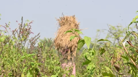 A farmer is carrying a large bundle of harvested crops on his shoulder. Stock Footage 327971327