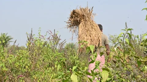 A farmer is carrying a large bundle of harvested crops on his shoulder. Stock Footage 327971332