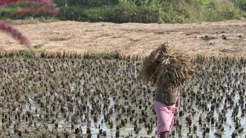 A farmer is carrying a large bundle of harvested crops on his shoulder. Stock Footage 327971340