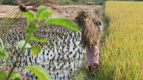 A farmer is carrying a large bundle of harvested crops on his shoulder. Stock Footage 327971345