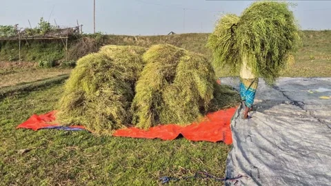 Farmer Carrying Mustard Harvest Bundle on Head to Processing Sheet 動画素材 337087554