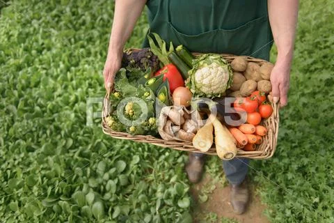 Farmer Carrying Organic Vegetables In Box For Delivery, Close Up