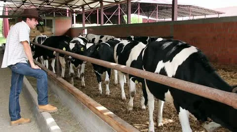 Farmer with Cattle in a Barn Stock Footage 12099622
