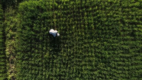 Farmer check flood paddy field with rice plant Stock Footage 95938532