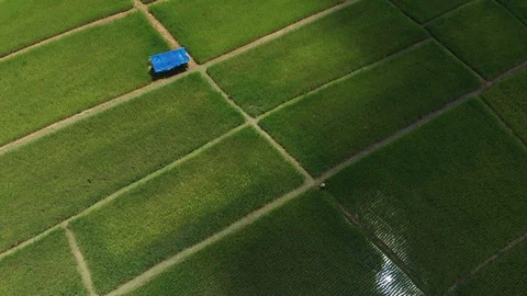 Farmer check flood paddy field with rice plant Stock Footage 95941456