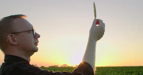 Farmer check quality control of ear of wheat in the field Stock Footage 202346120