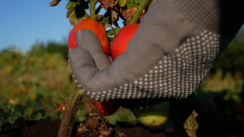 Farmer Checking and Picking a Ripe Tomato from an Organic Plant Stock Footage 346804306