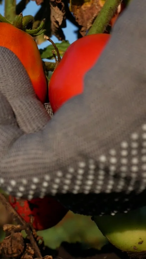 Farmer Checking and Picking a Ripe Tomato from an Organic Plant Stock Footage 346809820