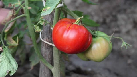 Farmer checking big ripe tomatoes, verifying harvest, farm, agriculture, crop Stock Footage 41268297