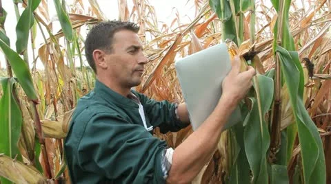 Farmer checking on corn crops with digital tablet Video stock 14833875