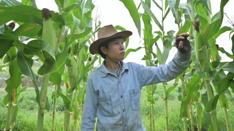 Farmer checking corn fertility Stock Footage 224360253