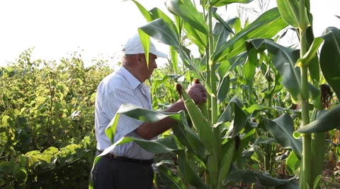 Farmer checking corn field, corn cob, cereal plants,organic agriculture Stock Footage 40627785