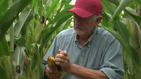 Farmer checking corn in the field Stock Footage 12030435