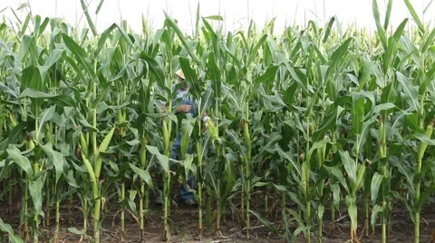 Farmer checking corn field Stock Footage 40734888
