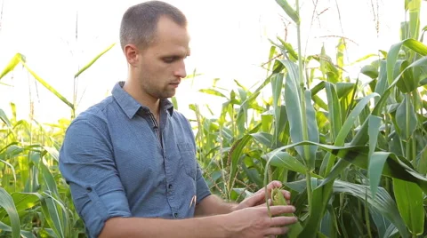 Farmer checking corn in the field Stock Footage 67863925