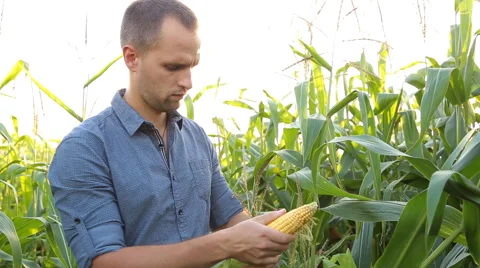 Farmer checking corn in the field Stock Footage 67863999