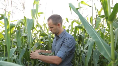 Farmer checking corn in the field Stock Footage 67864113