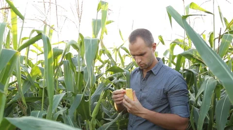 Farmer checking corn in the field Stock Footage 67864139
