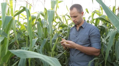 Farmer checking corn in the field Stock Footage 67864207
