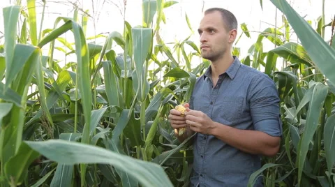 Farmer checking corn in the field Stock Footage 67864248