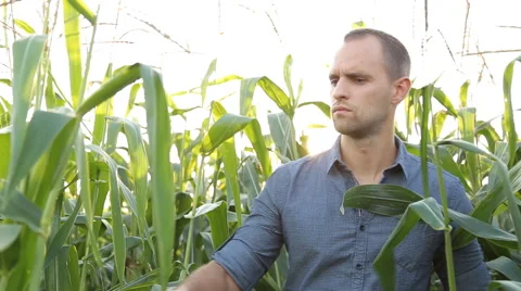 Farmer checking corn in the field Stock Footage 67864310