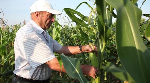 Farmer checking corn field, man tearing corn cob, plants,organic agriculture Stock Footage 40627964