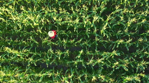 Farmer checking corn kernels through tablet smart farm concept Vídeos de archivo 234570625