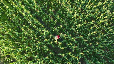 Farmer checking corn kernels through tablet smart farm concept Vídeos de archivo 234570684