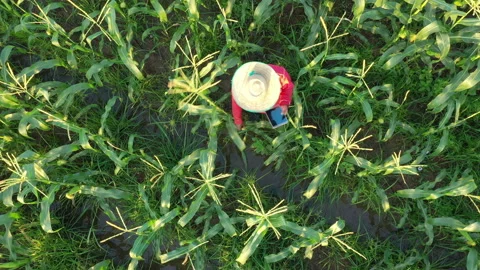 Farmer checking corn kernels through tablet smart farm concept Vídeos de archivo 234570723