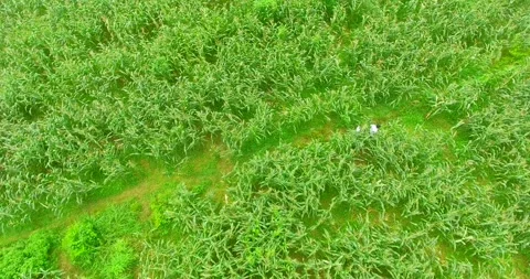 Farmer checking Corn in silage farm drone shot Stock Footage 219321877