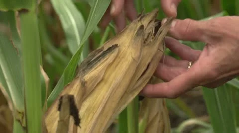 Farmer checking corn on stalk, close up Stock Footage 12030004