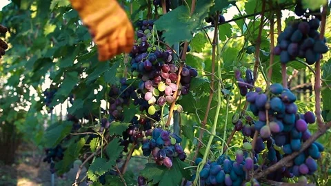 Farmer checking crop of grapes on ecological farm. Grapes in garden Stock-Footage 132360155