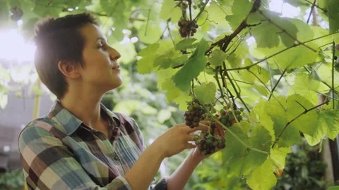 Farmer checking crop of grapes on ecological farm. Video stock 138019564