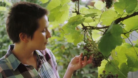 Farmer checking crop of grapes on ecological farm. Stock Footage 138027450