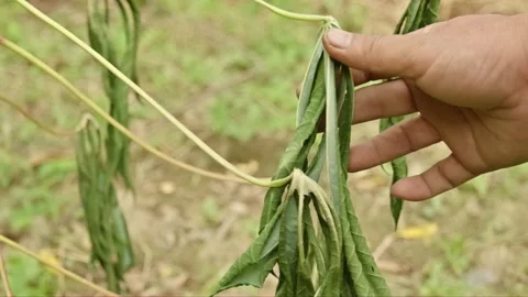 Farmer checking dry cassava leaves due to long drought and extreme hot weathe Stock-Footage 325117142