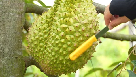 Farmer Checking Durian Ripeness By Tapping With Knife On Tree Video stock 333841459