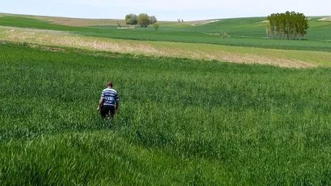 A farmer is checking the field, cultivating wheat, farmer and wheat field, 動画素材 108243947