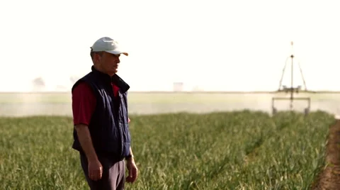 Farmer is checking the field of onions during the irrigation. Stock Footage 66555212