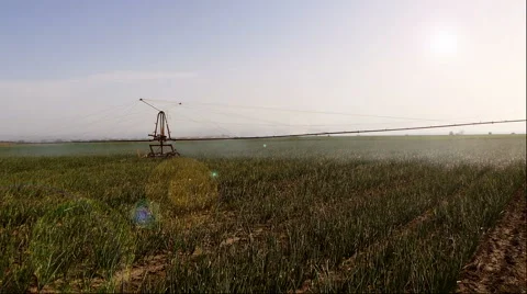 Farmer is checking the field of onions during the irrigation. Stock Footage 66555888