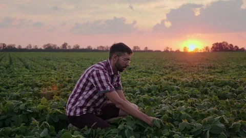 Farmer checking the field soy, examines leaves Stock Footage 77281665