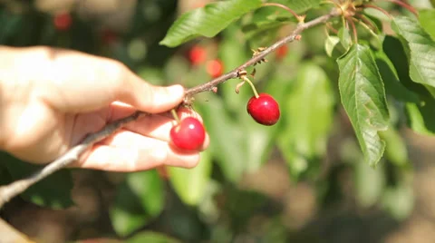 Farmer Checking Fruit Stock Footage 38406804